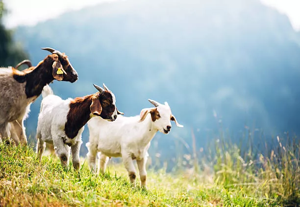 Try Goat Farming This Year