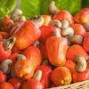 Cashew Industry Expected To Inject $3.7 Billion To Nigeria’s Economy