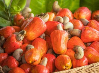 Cashew Industry Expected To Inject $3.7 Billion To Nigeria’s Economy