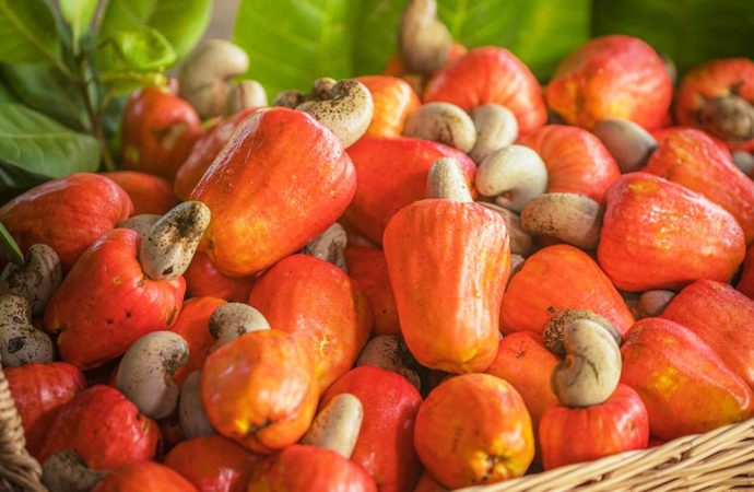 Cashew Industry Expected To Inject $3.7 Billion To Nigeria’s Economy