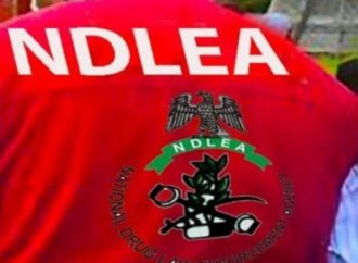 NDLEA Arrests 49 Suspects, Seizes Large Cache Of Drugs In Kano State Crackdown