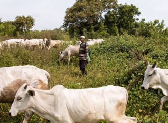 Oyo Assembly Begins Public Hearing On Review Of 2019 Anti-Grazing Law