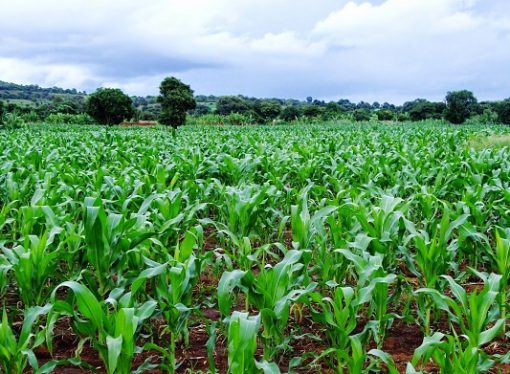 Nigerians Of All Classes Should Return To Farming – SAN