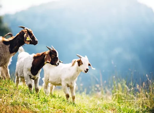 Try Goat Farming This Year