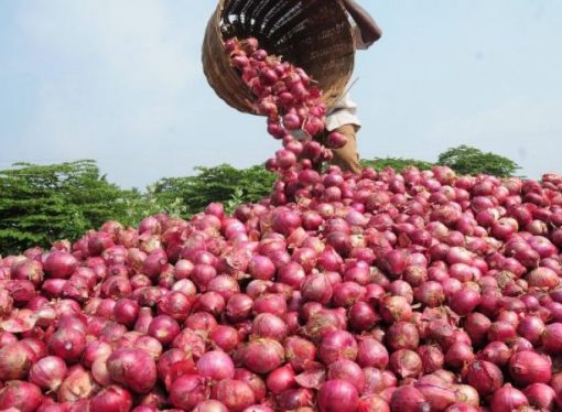 Onion Prices Crash In North, South West Nigeria Amid Fresh Harvests Drive