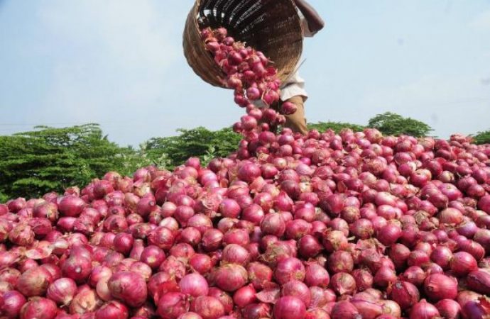 Onion Prices Crash In North, South West Nigeria Amid Fresh Harvests Drive