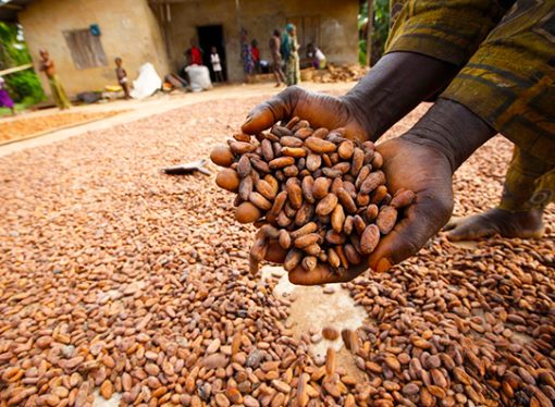 UK signs $40.5m investment deal to boost Nigeria’s cocoa sector