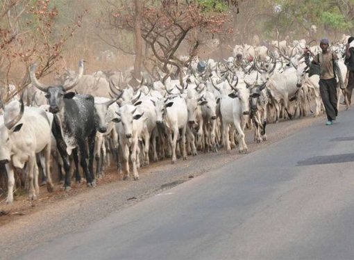Panic In Benue As Armed Herders Launch Fresh Attack On Otobi Community