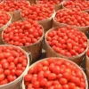 Nigeria’s Tomato Crisis: Farmers Count N20bn Loss As Tuta absoluta Wreaks Havoc