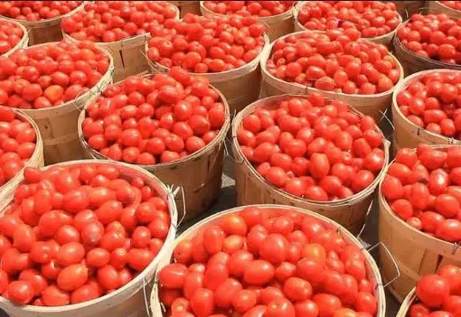 Nigeria’s Tomato Crisis: Farmers Count N20bn Loss As Tuta absoluta Wreaks Havoc