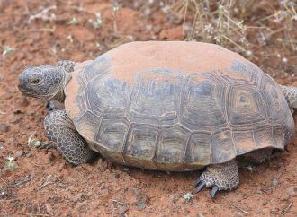 Nature’s Desert Survivors: Animals That Can Survive Without Water