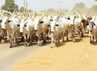 As Killings Persist, 11 Nigerian States Embrace Ranching While Others Remain Cautious