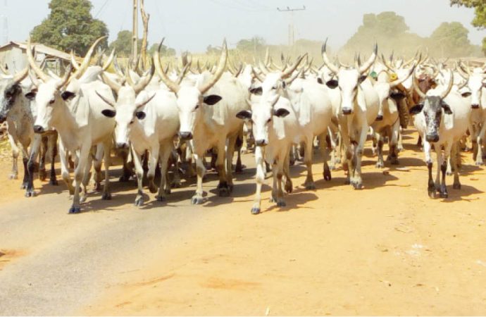 As Killings Persist, 11 Nigerian States Embrace Ranching While Others Remain Cautious