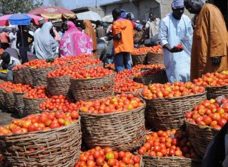 Tomato Prices Soar In Kaduna Amid Sallah Demand And Low Farm Output