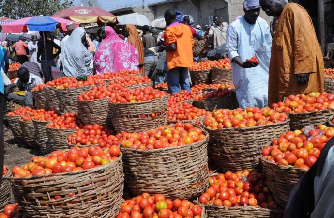 Tomato Prices Soar In Kaduna Amid Sallah Demand And Low Farm Output