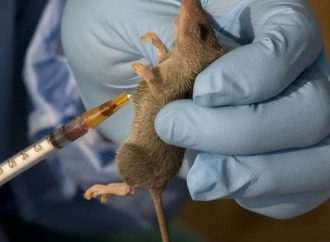Nigeria’s Lassa Fever Death Toll Hits 155 As Confirmed Cases Reach 822