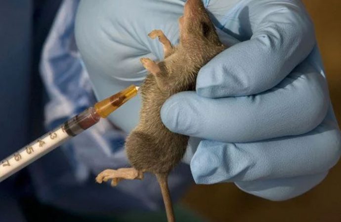 Nigeria’s Lassa Fever Death Toll Hits 155 As Confirmed Cases Reach 822