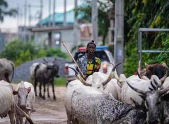 No Ban On Open Grazing, FG Clarifies — Livestock Minister Sets Record Straight On National Livestock Policy