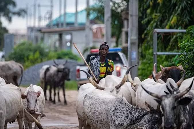 No Ban On Open Grazing, FG Clarifies — Livestock Minister Sets Record Straight On National Livestock Policy