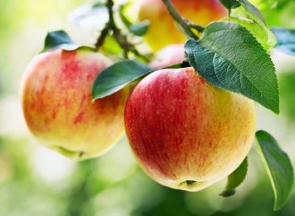 Apples: The Everyday Superfruit Backed By Science, Experts Reveal Health Benefits Beyond The Classic Proverb