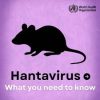 HANTAVIRUS: What Nigerians Need To Know About The Rare But Dangerous Disease