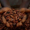FG Denies Plan To Ban Raw Cocoa Exports, Prioritises Local Processing