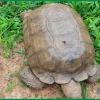 420-Year-Old Tortoise, Baba Dies At Alaafin Palace