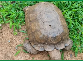 420-Year-Old Tortoise, Baba Dies At Alaafin Palace