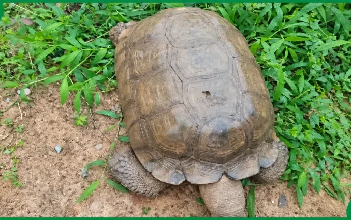 420-Year-Old Tortoise, Baba Dies At Alaafin Palace