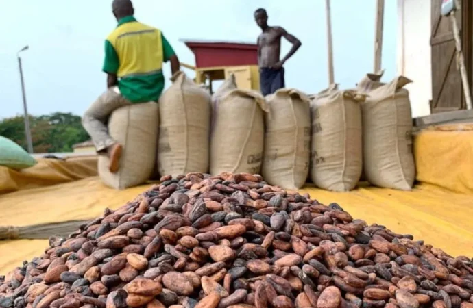 Nigeria’s Cocoa Exports To US Surge To $142m In 2025